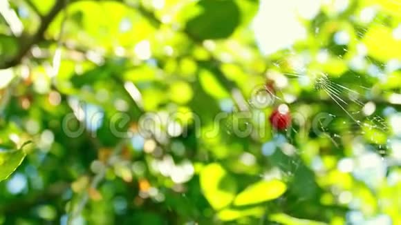 阳光下的蜘蛛网几乎看不到它的光泽和摆动美丽的红色樱桃浆果和绿叶从香肠里眨眨眼视频的预览图