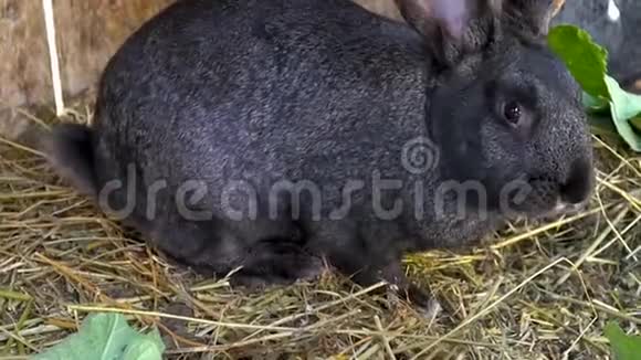 黑兔在笼子里吃干草视频的预览图