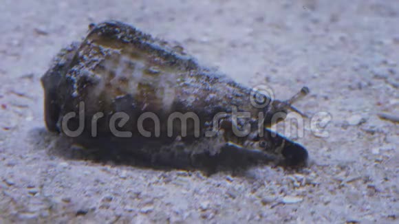 水族馆里的蜗牛视频的预览图
