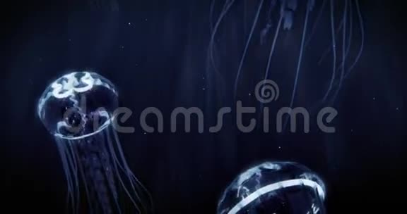 水母在4k环游泳x28蓝x29视频的预览图