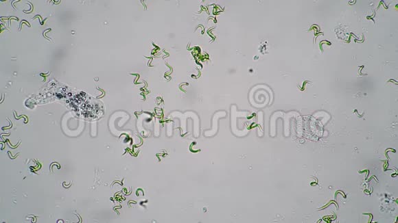 阿米巴的微水体在藻类的近距离时间推移中移动视频的预览图