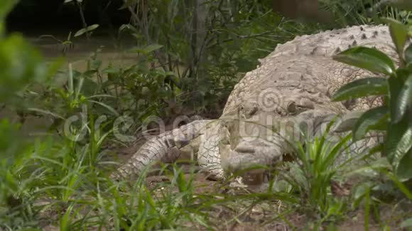 哥伦比亚奥里诺科鳄鱼羊驼视频的预览图