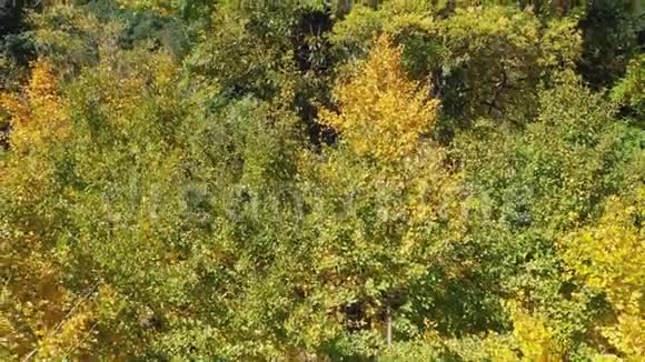 台湾初秋时节飞越银杏森林的无人机视频的预览图