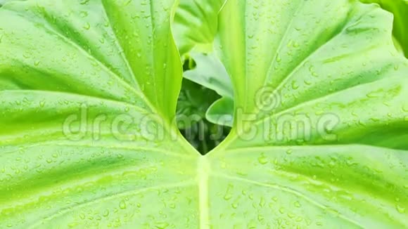 水滴在大的绿叶热带植物上视频的预览图