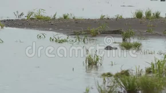 哥伦比亚威西里尔保护区鳄鱼和鸟类视频的预览图