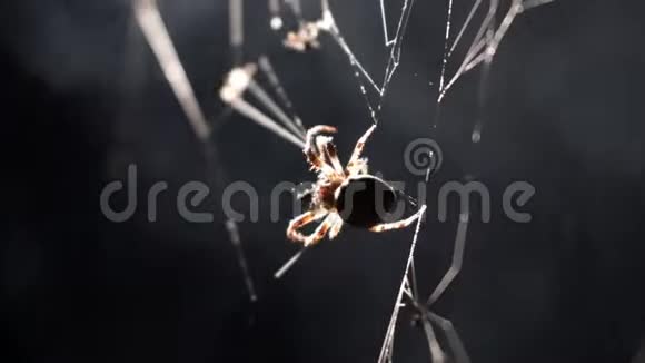 蜘蛛在宏中旋转一个网络视频的预览图