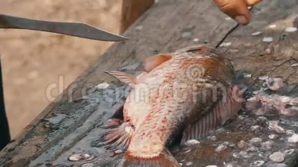 一个渔夫砍掉了刚被抓住的活泼的大鱼的头清洗鱼以便进一步烹饪视频的预览图