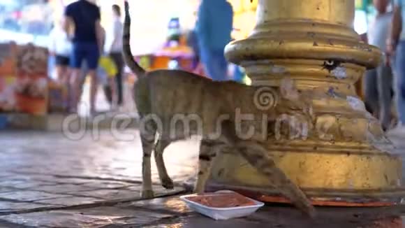 无家可归的灰埃及猫王穿过埃及的夜忙街视频的预览图
