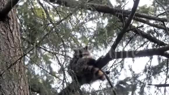 年轻的浣熊从栖息的松树上眺望视频的预览图