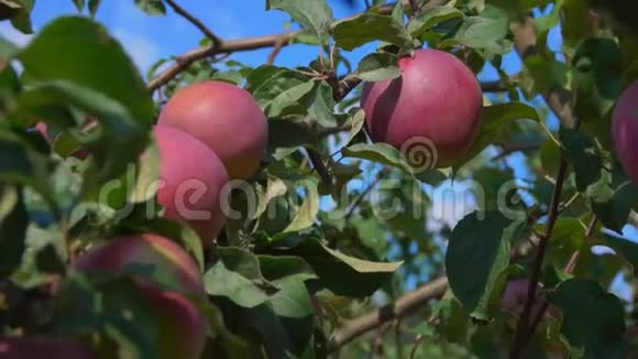 一只雌性的手从树枝上摘下一个成熟的苹果视频的预览图