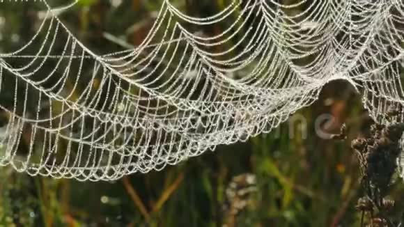有露水滴在干草枝上的蜘蛛网视频的预览图