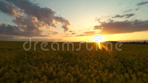 日落于油菜田鸟瞰美景视频的预览图