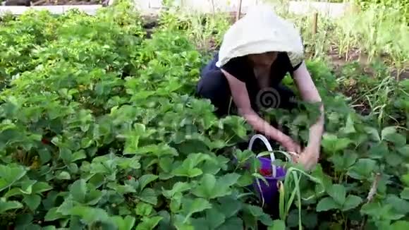 女人在田间采摘草莓视频的预览图