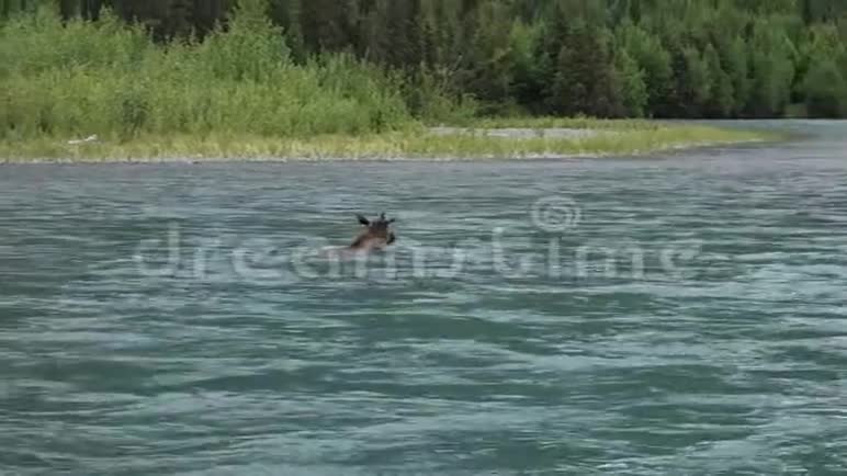 一只麋鹿穿过快速移动的俄罗斯河视频的预览图
