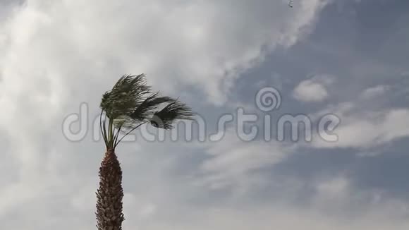 海滩边有棕榈树的日落景观视频的预览图