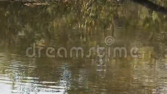 一只鸭嘴兽在河里游泳的长镜头视频的预览图