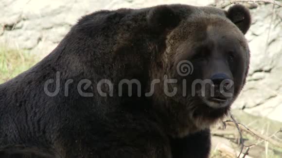 在野外的棕熊视频的预览图