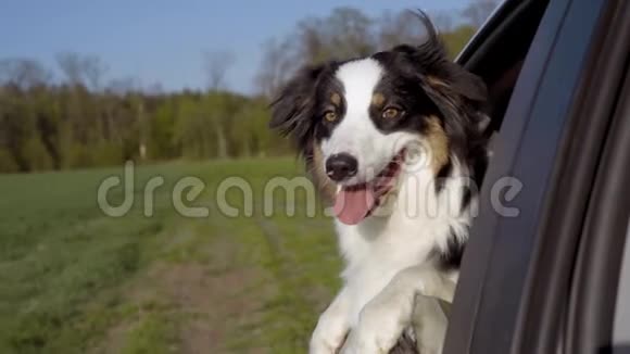 狗把头伸出车窗视频的预览图