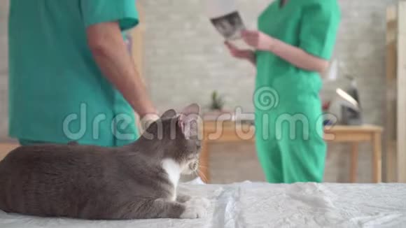 一男一女兽医讨论动物兽医办公室的x光视频的预览图