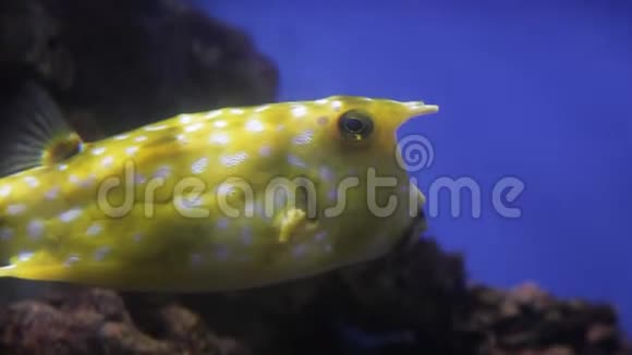 黄天使鱼和长角牛鱼在水下世界在水下视频的预览图