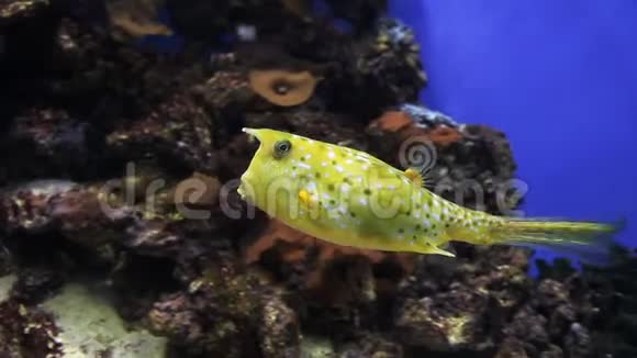 黄天使鱼和长角牛鱼在水下世界在水下视频的预览图