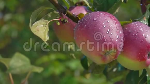 滴在树枝上成熟的苹果上视频的预览图