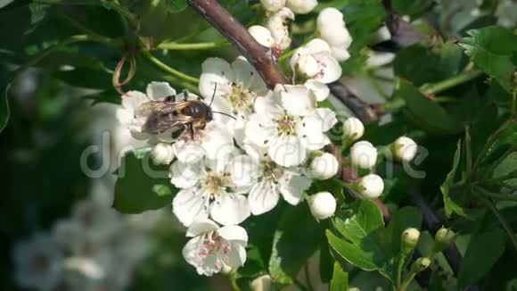 蜜蜂从鲜花和苍蝇身上获取花粉视频的预览图