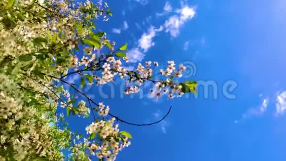 苹果树的树枝在风中摆动特写视频的预览图