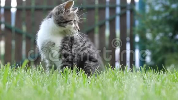 两只家猫和好玩的猫在家花园的草地上玩耍视频的预览图