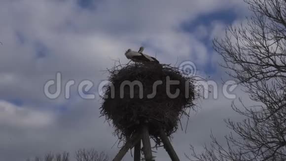 鹳在春天回到巢里黑白羽毛的大型候鸟白色的鹳依偎在视频的预览图