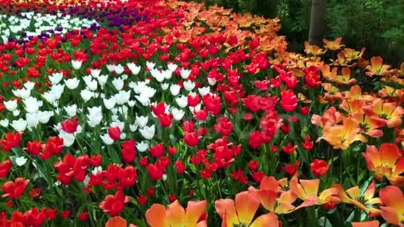 不同品种不同鲜艳色彩的美丽郁金香在春天的花园里盛开花坛视频的预览图