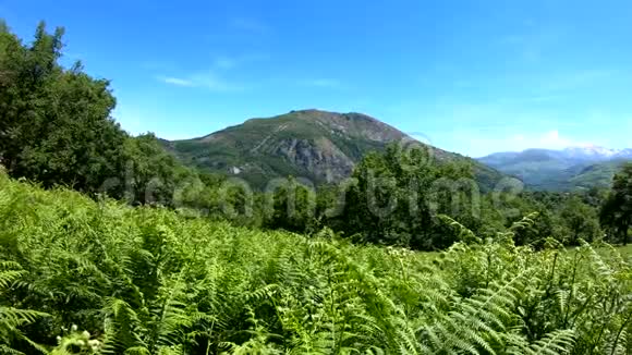 夏季全景山地景观具有蕨类植物的前景法国比利牛斯视频的预览图