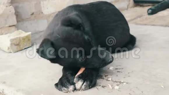 年轻漂亮的黑饥饿小狗在街上吃骨头视频的预览图