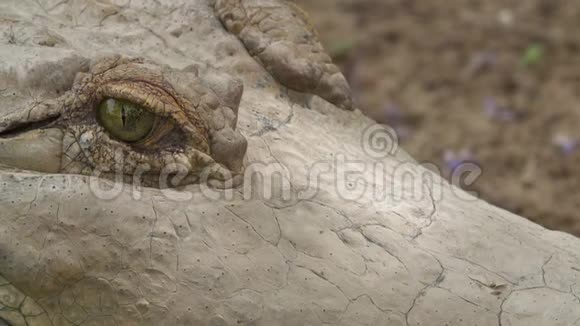 奥里诺科鳄鱼眨眼眼睛哥伦比亚视频的预览图