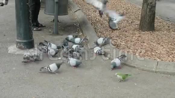 绿鹦鹉夹在一群鸽子中间一个是不同的视频的预览图