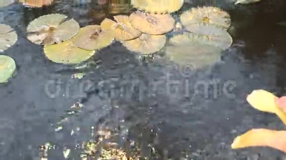 百合垫在水面上在池塘里的水若梅亚布兰达和维多利亚亚马热带花卉视频的预览图