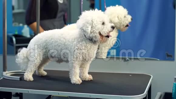 一只小狗BichonFrise站在兽医诊所的桌子上视频的预览图