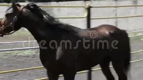 黑色野马在围场周围奔跑视频的预览图