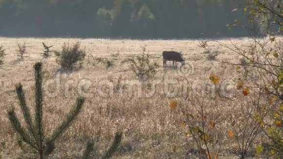 秋天奶牛在薄雾中在田野上放牧视频的预览图