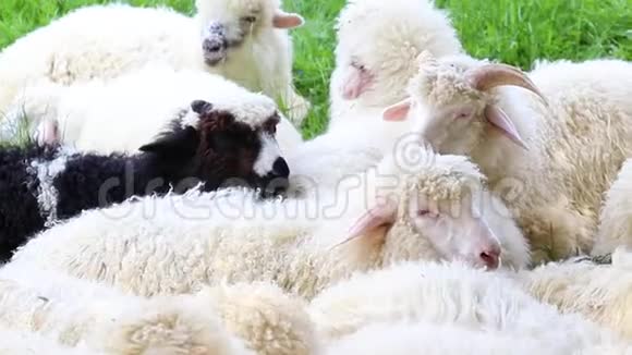 种牲畜的概念奶和羊毛生产一群羊在晴天在草地上吃草视频的预览图