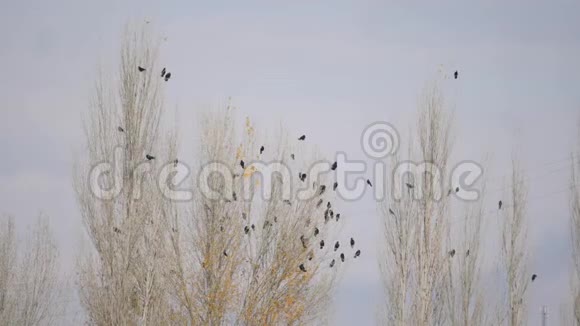一群乌鸦坐在树上视频的预览图