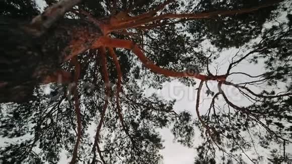 冬天不寻常的大叶大松树视频的预览图