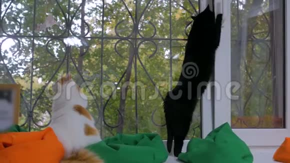 两只猫坐在窗台上视频的预览图