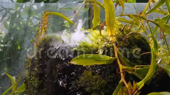 滋润植物园植物蒸汽视频的预览图