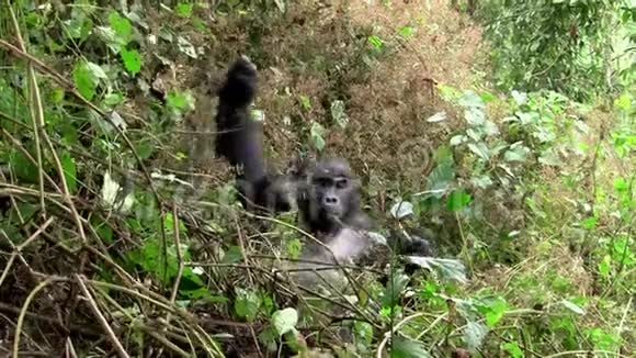 一只大黑大猩猩消失在灌木丛中视频的预览图