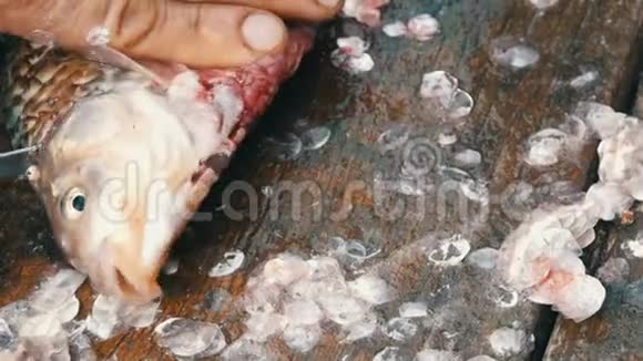 一个渔夫砍掉了刚被抓住的活泼的大鱼的头清洗鱼以便进一步烹饪视频的预览图