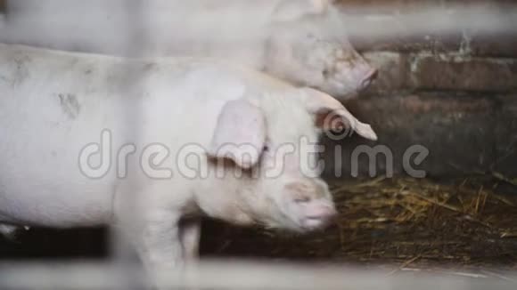 小猪宝宝婴儿猪吃一碗食物猪圈里的猪视频的预览图