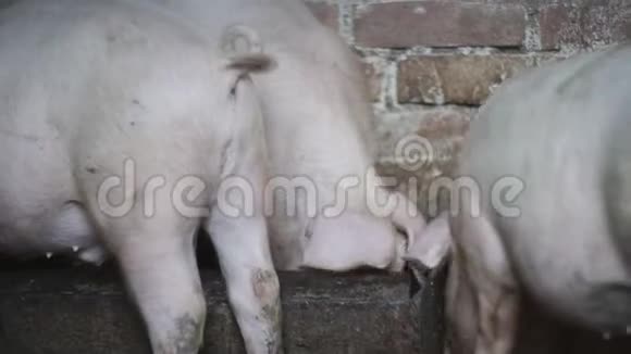 猪从食槽里吃一群猪猪很饿农场里种的动物视频的预览图