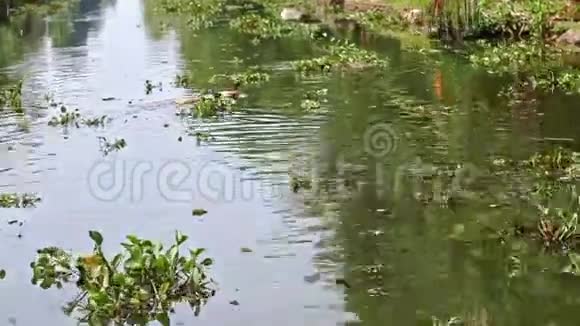在河流中的近距离鸭子游泳在热带河岸上种植水厂视频的预览图