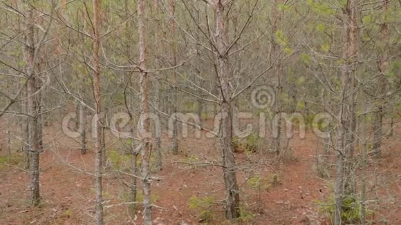 俄罗斯干燥的秋季森林视频的预览图